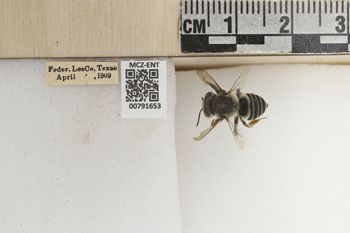 Media type: image;   Entomology 791653 Aspect: Labels